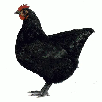 Новая имитация, одна черная большая курица и 4 штуки, маленькая черная  курица, модель игрушки, пена и пух, курица, подарок, около 30 см и 12 см  0703 | AliExpress