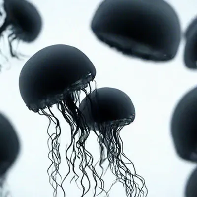 Черная медуза в средиземном море - 66 фото