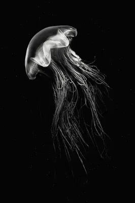 Черная медуза векторные картинки бесплатно | Премиум векторы