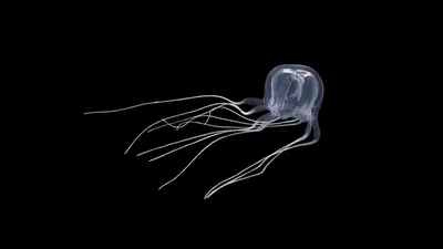 морская медуза. векторная черно-белая иллюстрация. Иллюстрация вектора -  иллюстрации насчитывающей студень, рыбы: 223739381