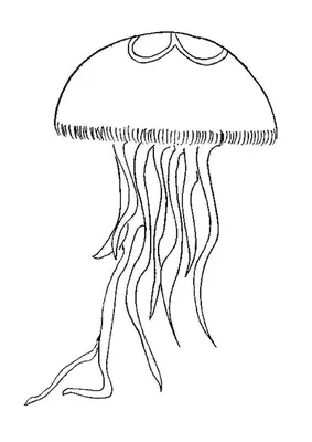 Самая опасная медуза и её названия | Givotniymir.ru | Дзен