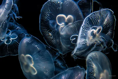 Инопланетные существа: медузы | ФОТО НОВОСТИ