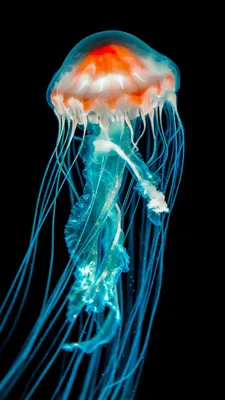 Черный силуэт Установите медуз моря Тропическое подводное животное Организм  Медузы акватический, дизайн стиля мультфильма R Иллюстрация штока -  иллюстрации насчитывающей график, собрание: 141685595