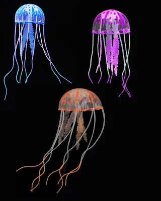 три коричнево черные медузы · Бесплатные стоковые фото