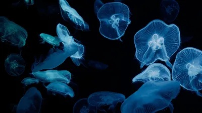 Медуза. Черное море :: ЛЮБОВЬ ВОРОЖБИТ – Социальная сеть ФотоКто