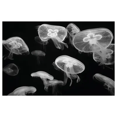 Скачать обои черный фон, медуза, подводный мир, black background, medusa  разрешение 1280x800 #168908