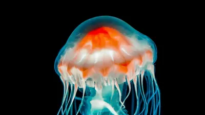 The Home/медуза декоративная Медузы для аквариума, плавающая