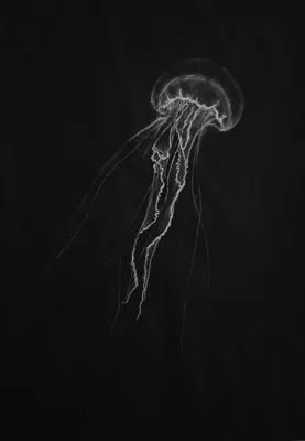 Черная медуза из бриллианта в …» — создано в Шедевруме