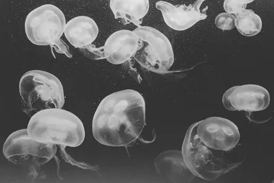 Пресноводные медузы: Распространяются так быстро, что мы не можем найти их  родину! Их встречают даже в Москве! | Книга животных | Дзен