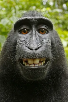 Черная обезьяна фото