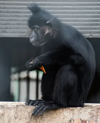 Черная обезьяна фотографии