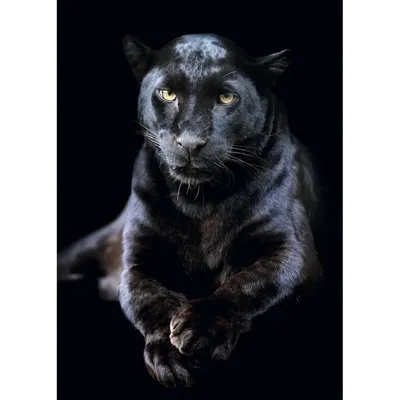 В Национальном парке Индии заметили редчайшую черную пантеру ⋆ НИА  \"Экология\" ⋆