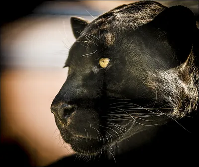 Черный Леопард — стоковые фотографии и другие картинки Чёрная пантера - Чёрная  пантера, Ягуар - кошка, Изолированный предмет - iStock