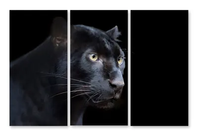 Black Puma, սև հովազ Картина черная пантера - Paintings and Pictures -  List.am