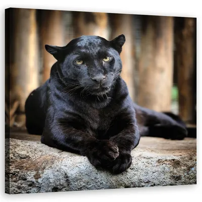 Черная пантера с зелеными глазами (25 фото) | Пантера, Черная пантера,  Зеленые глаза