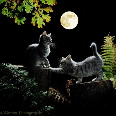 Кошки ночью смешные картинки (38 фото) » Красивые картинки, поздравления и  пожелания - Lubok.club