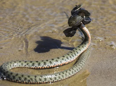 Треугольник Водяной Змеи Keelback Xenochrophis Trianguligerus Изолирован  Черном Фоне стоковое фото ©dwiputra18@gmail.com 380384698