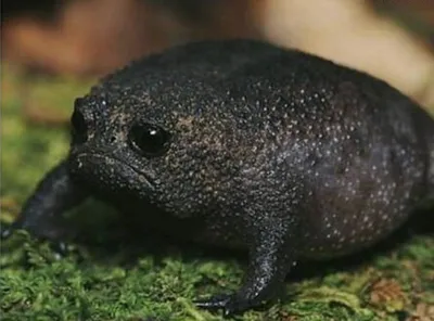 Самая грустная лягушка в мире | Пикабу