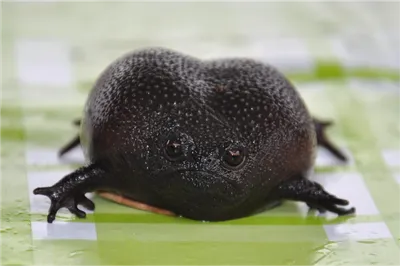 Тучная черная жаба стоковое фото. изображение насчитывающей тучно - 64826252