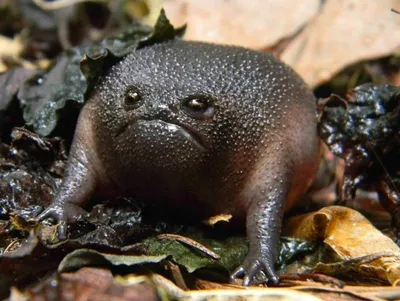 Черная дождевая лягушка рисунок - 71 фото