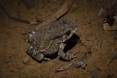 молодая черно коричневая жаба с широко открытыми глазами, картинка  тростниковой жабы, жаба, природа фон картинки и Фото для бесплатной загрузки