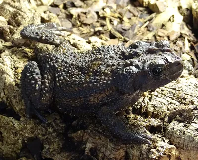 Милая жаба под дождём черно белое» — создано в Шедевруме