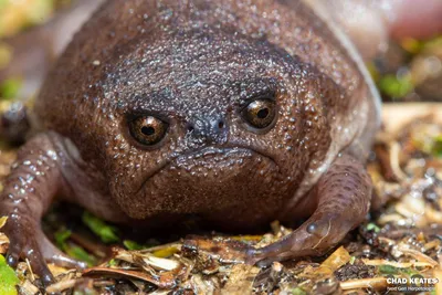 Черная жаба в лесу - 72 фото