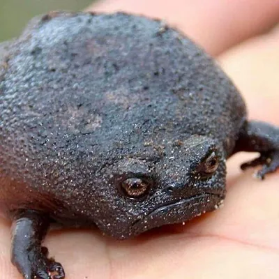 черная жаба с красными глазами, спрятанная в дрова Стоковое Фото -  изображение насчитывающей спрятано, конец: 238449296