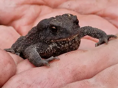 Реалистичная черная жаба с черными …» — создано в Шедевруме
