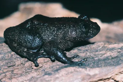 Лягушка с черным фоном | Премиум Фото