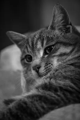 Фото Черно-белое фото серого кота