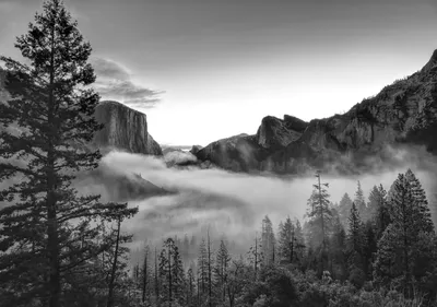 Лесная природа Калифорнии в чб изображении | Обои для телефона