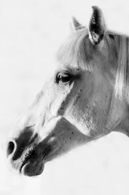 https://ru.pngtree.com/freebackground/black-and-white-photo-of-horse-on-barn_2264525.html