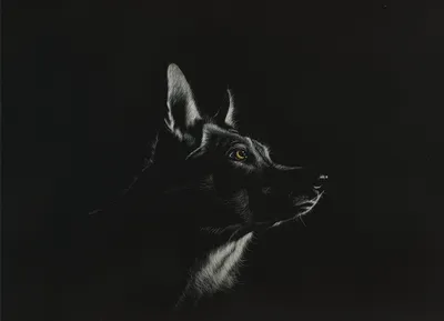 Картинка Волки Черно белое головы животное Черный фон Рисованные