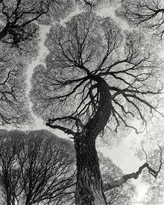 Авторское черно-белое пейзажное фото Дерево – купить онлайн на Ярмарке  Мастеров – PDSFCRU | Фотокартины, Москва