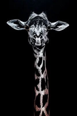 черно белые фото жираф, постер жираф черно белый, жираф фото черно белое,  жираф на черном фоне, giraffes giraffe, жираф
