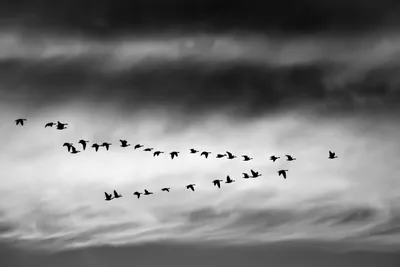 Птицы в небе черно белое - фото и картинки: 67 штук