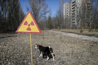 ФОТО | Животные Чернобыля. Как им живется в зоне отчуждения в наши дни -  Turist