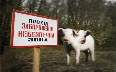 Двуглавые свиньи Чернобыля: как катастрофа на самом деле изменила местную  жизнь