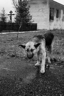 Чернобыльские монстры - 75 фото