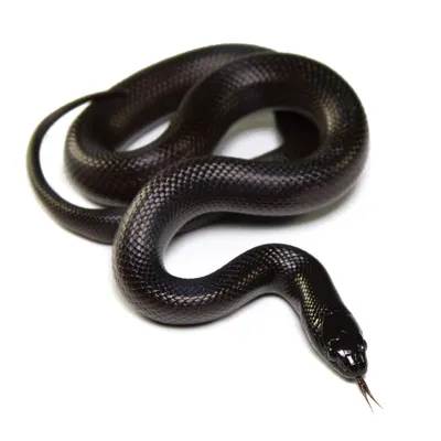 Черной змеи фото