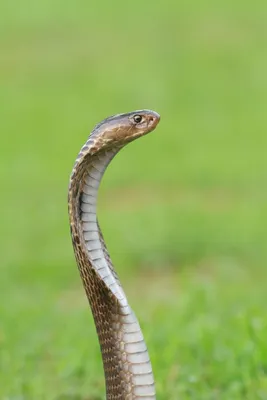 Змея🐍 | Черная мамба, Анаконда, Портреты домашних животных