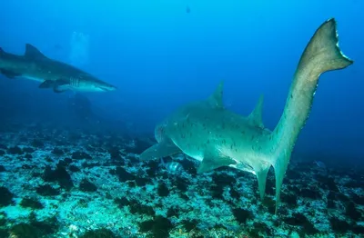 Бояться или нет: может ли акула заплыть в Черное море?