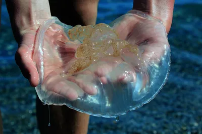 Черноморские медузы фото