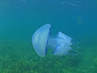 Вы в Черном море, вас ужалила медуза. Что делать? - газета «Кафа» новости  Феодосии и Крыма