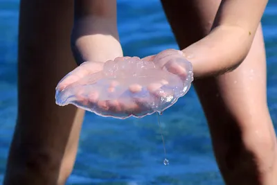Опасные медузы Черного моря | Анапа Сити | Дзен