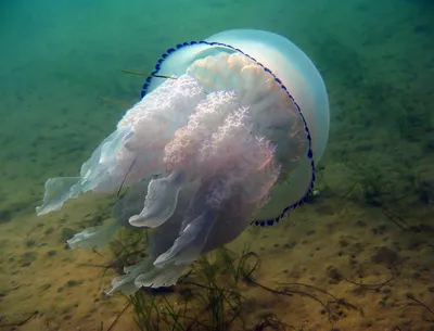 Черноморские медузы - Волга Фото