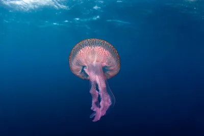 Врач рассказала, чем опасны черноморские медузы - МК Калининград