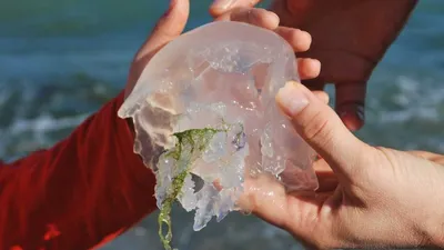 Медузы | Черное море | Какие виды медуз водятся в Черном море? | GreenPost