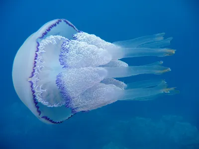 Черноморские медузы (48 фото) - 48 фото